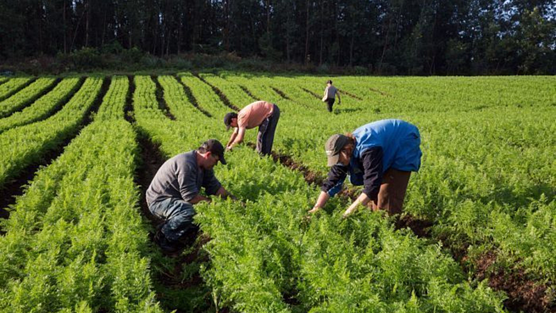 Agricultura